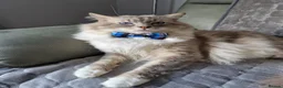Ragdoll cats for sale: Pure ragdoll kittens looking for a new home - Advert 8