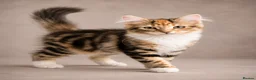Siberian cats for sale: Two gorgeous Siberian kittens ready for a new home - Advert 4