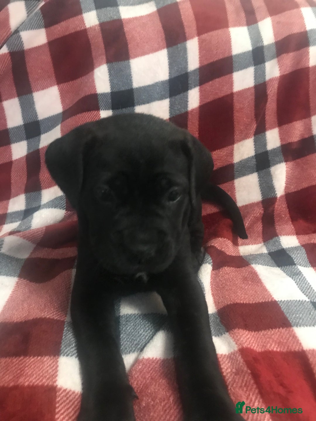 Cane Corso dogs for sale: ONE & ONLY UK LITTER DEL DYRIUM BLOOD LINES  🖤  - Advert 27