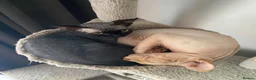Sphynx cats for sale: 😍4years old Sphynx  - Advert 4