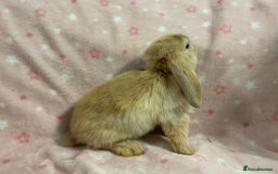 Mini Lop rabbits for sale: Mini Lop bunnies (3 Girls, 1 Boy) Ready to go - Image 9