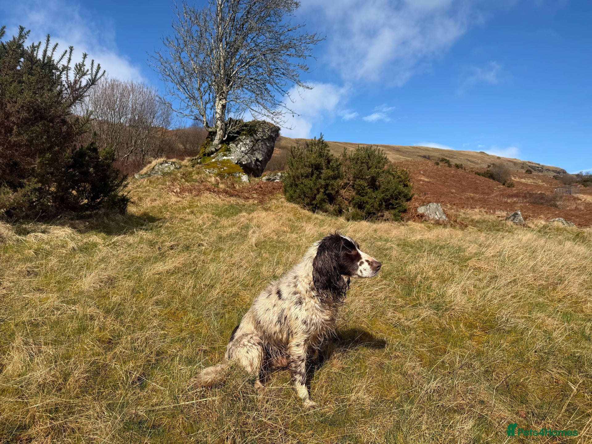 Cocker Spaniel dogs Barney - Advert 4
