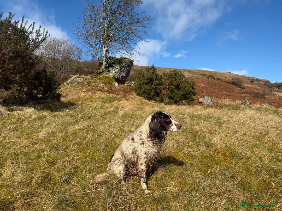 Cocker Spaniel dogs for adoption: Barney - Advert 1
