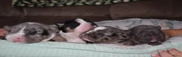English Bulldog dogs for sale: English bulldog puppies for sale  - Advert 5