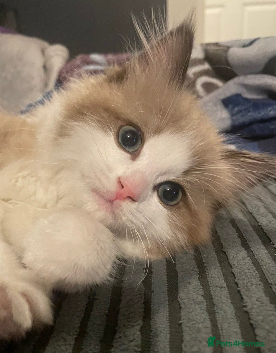 Ragdoll cats Female seal mink full ragdoll - Advert 12