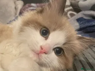 Ragdoll cats Female seal mink full ragdoll - Advert 12