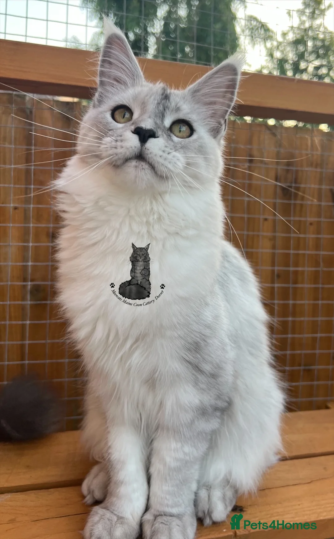 Maine Coon cats for sale: TICA Stunning kitten black smoke sghaded  girl cat - Advert 2