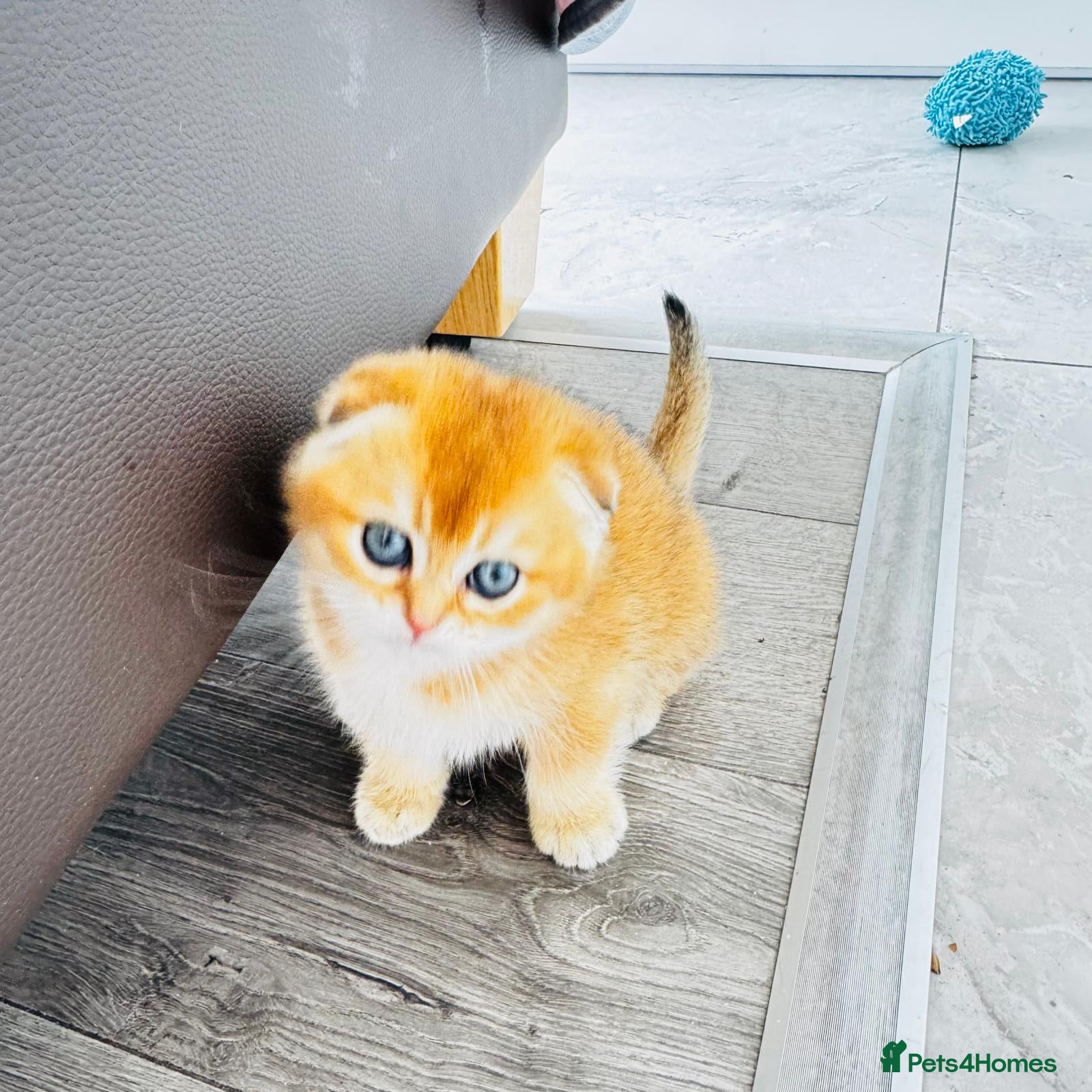 Scottish Fold cats Cute 🥰 Scottish fold TICA register  - Advert 2