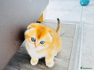 Scottish Fold cats Cute 🥰 Scottish fold TICA register - Advert 2