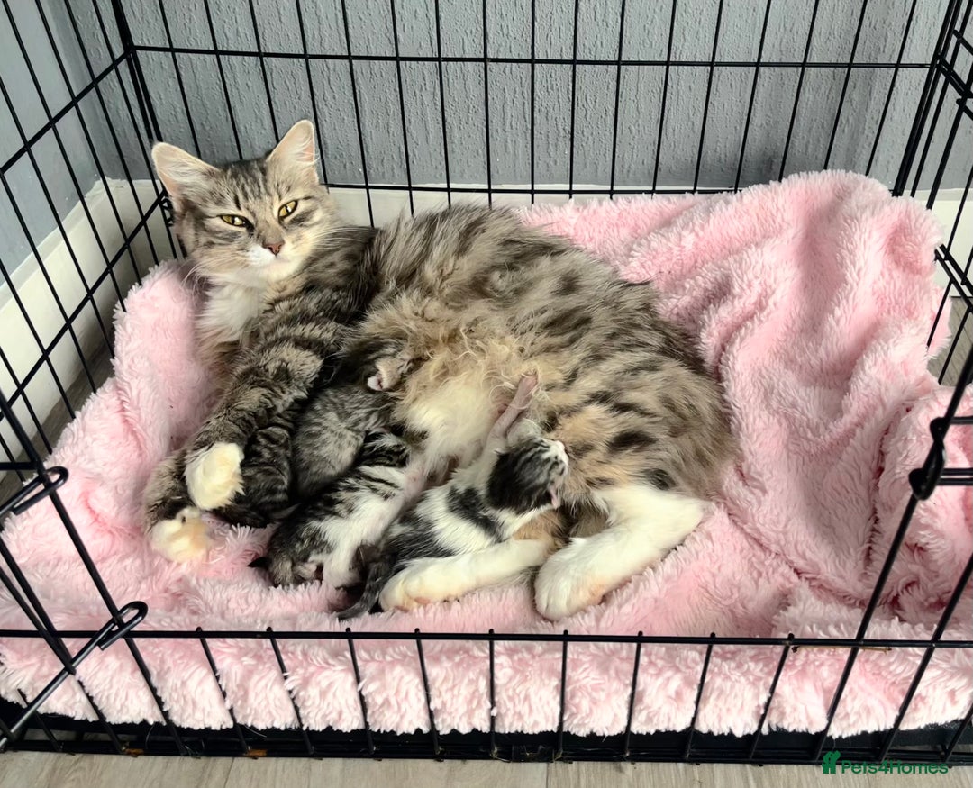 Siberian cats for sale: Four fluffy hyperallergenic kittens - Image 1