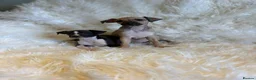Italian Greyhound dogs for sale: ✨ KC Registered Italian Greyhound puppies ✨ - Advert 28