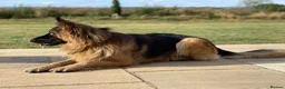 German Shepherd dogs for sale: Stunning German Shepherd puppies for sale  in Templecombe - Advert 4