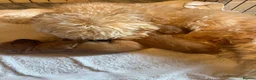 Cavapoo dogs for sale: Cavapoo  - Advert 10