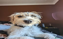 Jack Russell dogs for sale: Poppy - Image 2