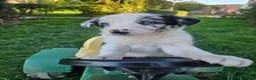 Border Collie dogs for sale: 8 Absolutely stunning Puppies Looking for new home in Montgomery - Advert 11