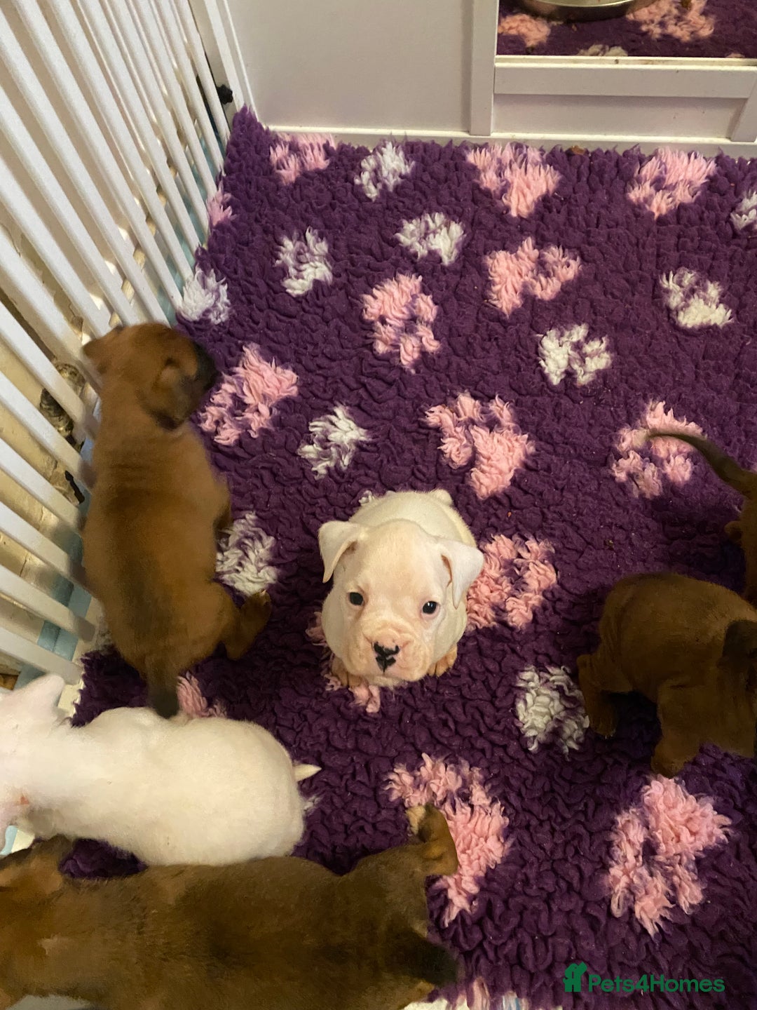 Boxer dogs for sale: Stunning Bob and long tail litter - Image 22