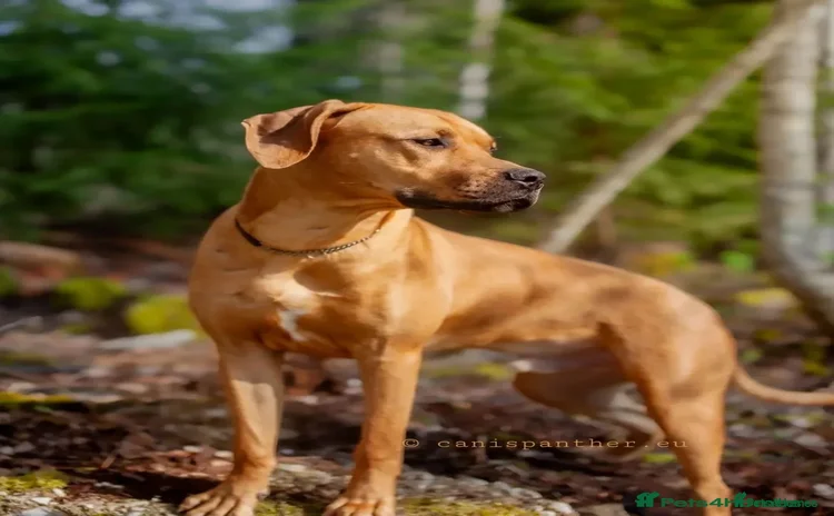 Rhodesian Ridgeback dogs - Advert 1