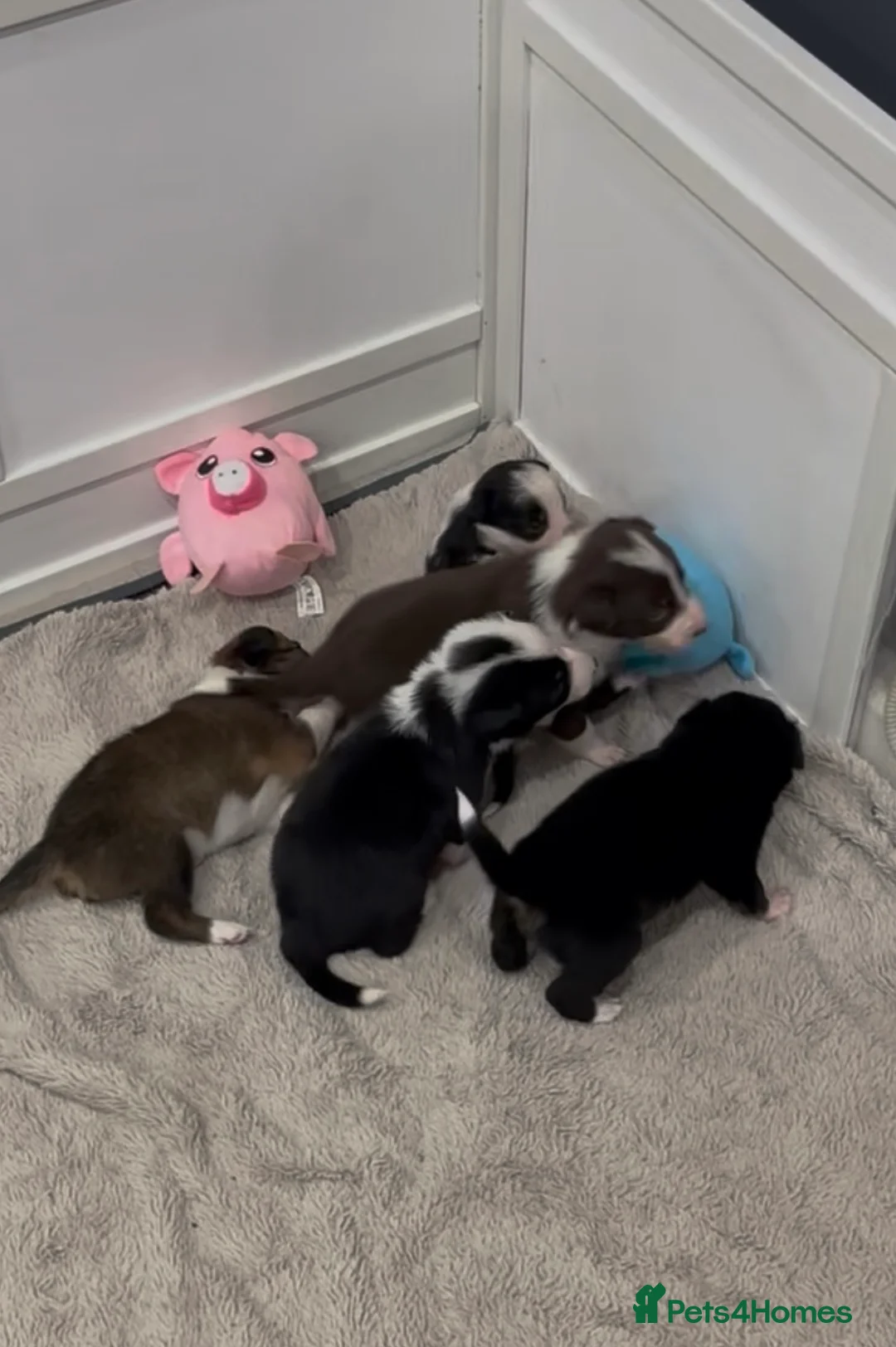 Border Collie dogs for stud: Chase border collie for stud PROVEN/HEALTH TESTED - Advert 16