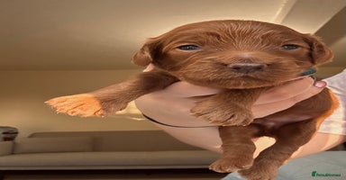 Cockapoo dogs Gorgeous Fox red F1B cockapoos - Advert 3