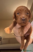 Cockapoo dogs Gorgeous Fox red F1B cockapoos - Advert 3