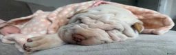 Shar Pei dogs for sale: Shar-pei in Washington - Advert 17
