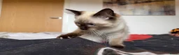 Ragdoll cats for sale: Ragdoll Kittens for Sale - Advert 8