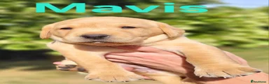Mavis