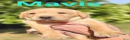 Labrador Retriever dogs for sale: Fox red Labrador puppies - Advert 29