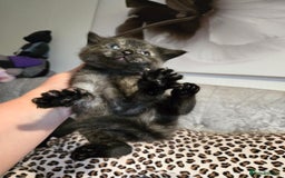 Mixed Breed cats for sale: 7 Half-Ragdolls  - Image 21