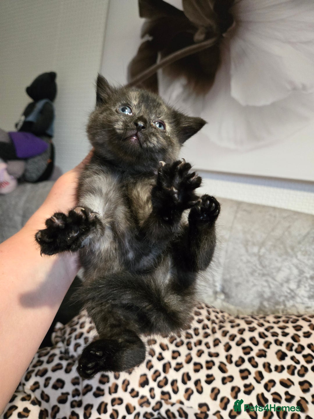 Mixed Breed cats for sale: 7 Half-Ragdolls  - Image 21