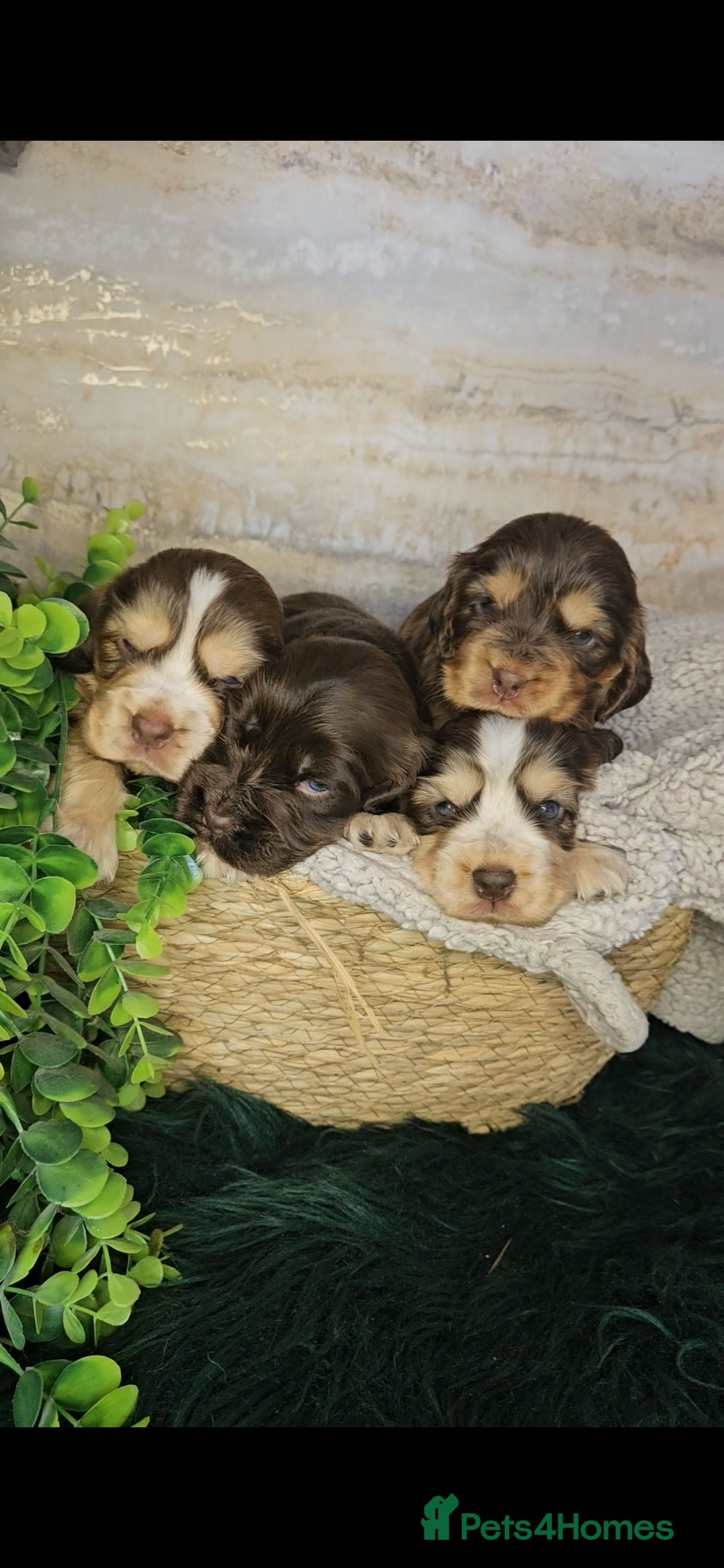 Cocker Spaniel dogs for sale: Exceptional Pedigree Kc Champion Show Cockers - Image 5