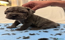 Neapolitan Mastiff dogs for sale:  Neapolitan mastiff puppies Newcastle  - Image 16