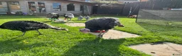 Turkeys poultry for sale: Turkeys for sale - Advert 2