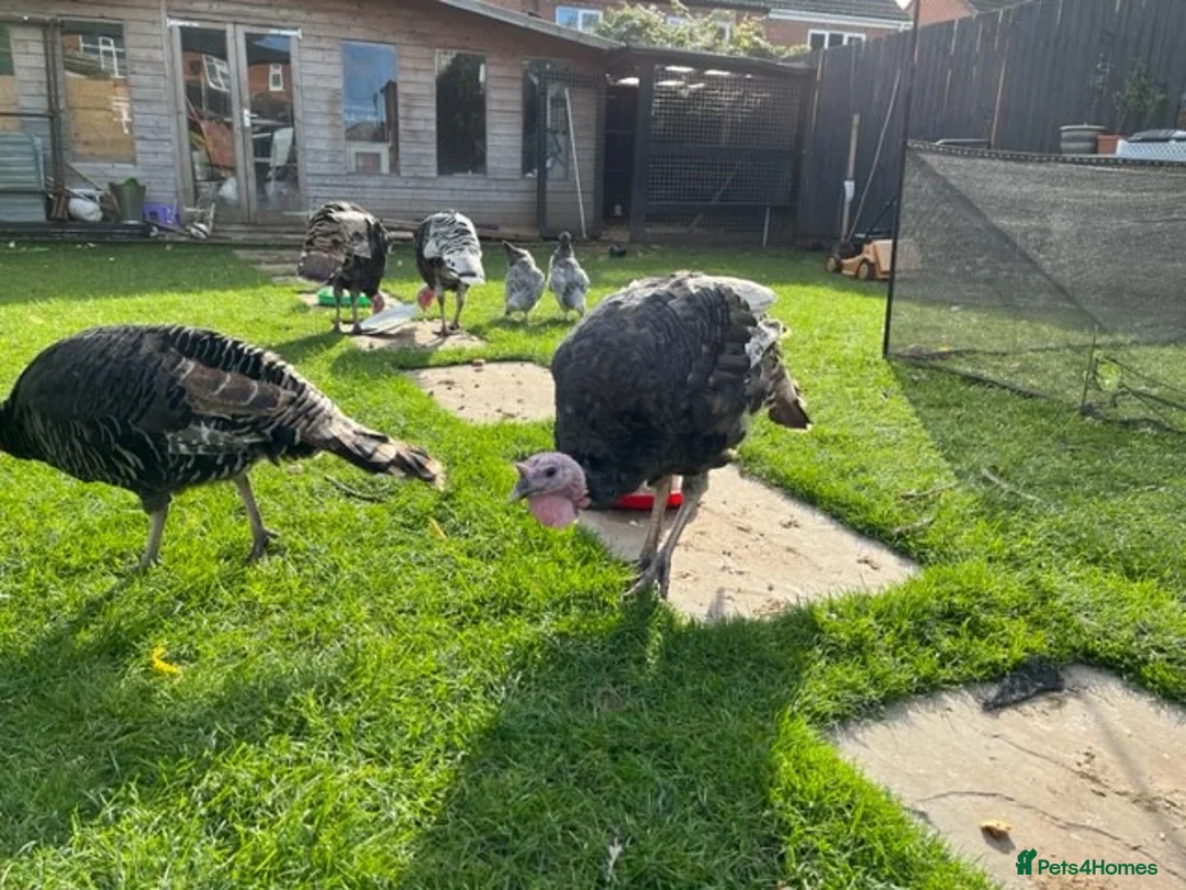 Turkeys poultry for sale: Turkeys for sale - Advert 2
