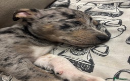 Mixed Breed dogs for sale: Stunning Merle Boy Left - Image 3
