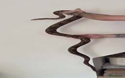 Boa Snake reptiles for sale: Female Boa Constrictor. - Image 4