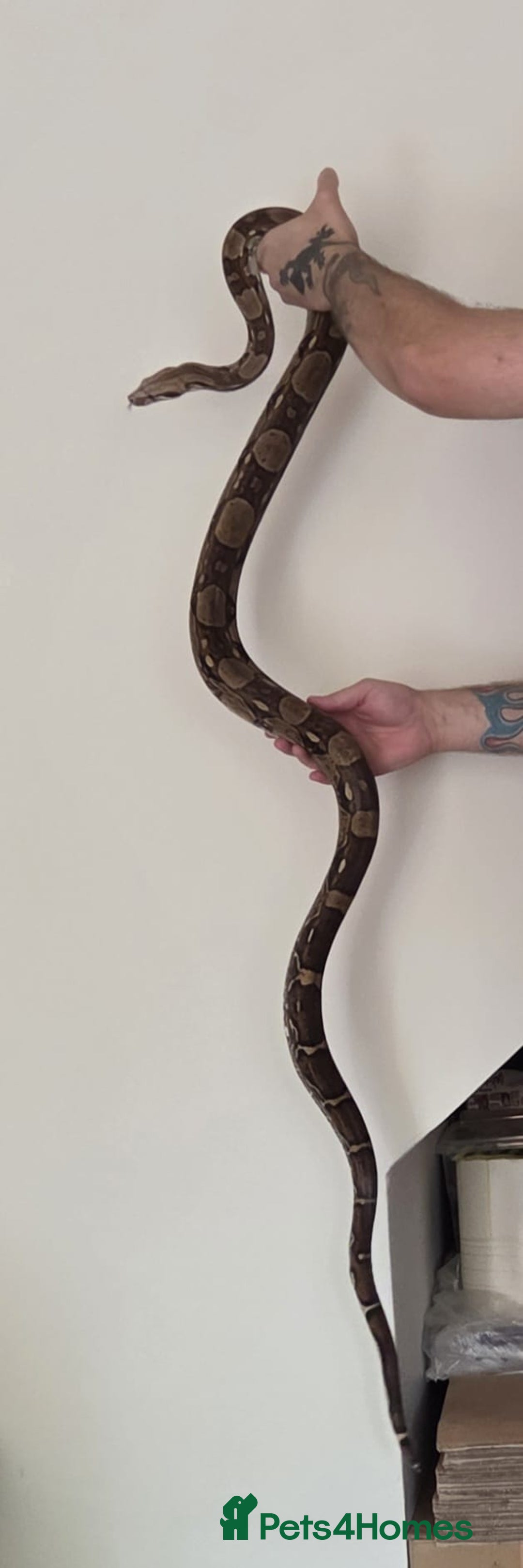 Boa Snake reptiles for sale: Female Boa Constrictor. - Image 4