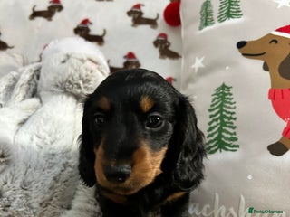 Miniature Dachshund dogs Stunning Miniature Long Haired Dachshund - Advert 2