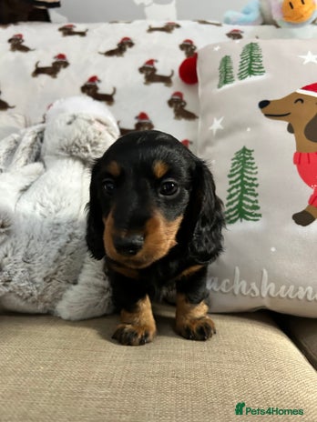 Miniature Dachshund dogs Stunning Miniature Long Haired Dachshund - Advert 1