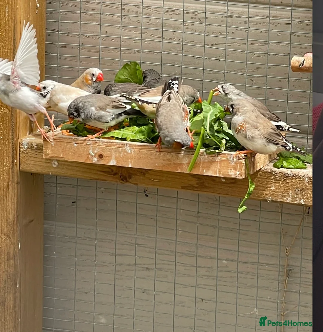 Finches birds for sale: Zebra Finches  - Advert 2