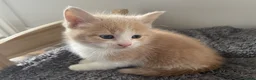 Mixed Breed cats for sale: Beautiful cream kittens for sale - Advert 9