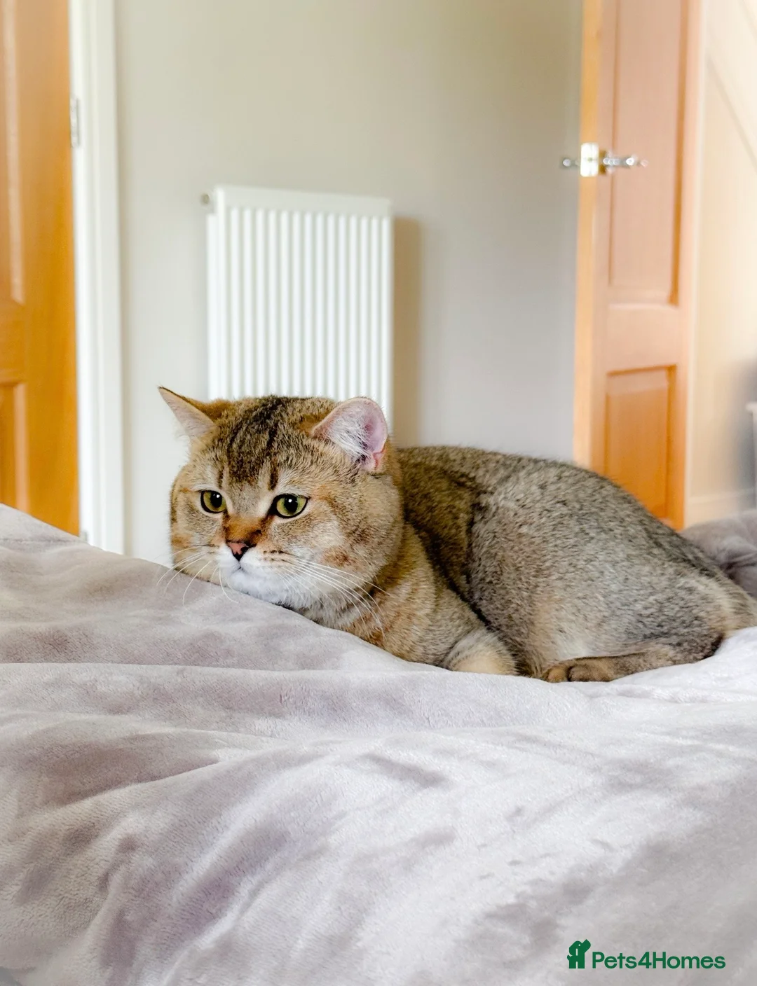 British Shorthair cats for sale: Beautiful British Shorthair Boy - Advert 5