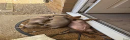 Miniature Dachshund dogs for sale: Playful brothers looking for their forever homes in Fareham - Advert 5