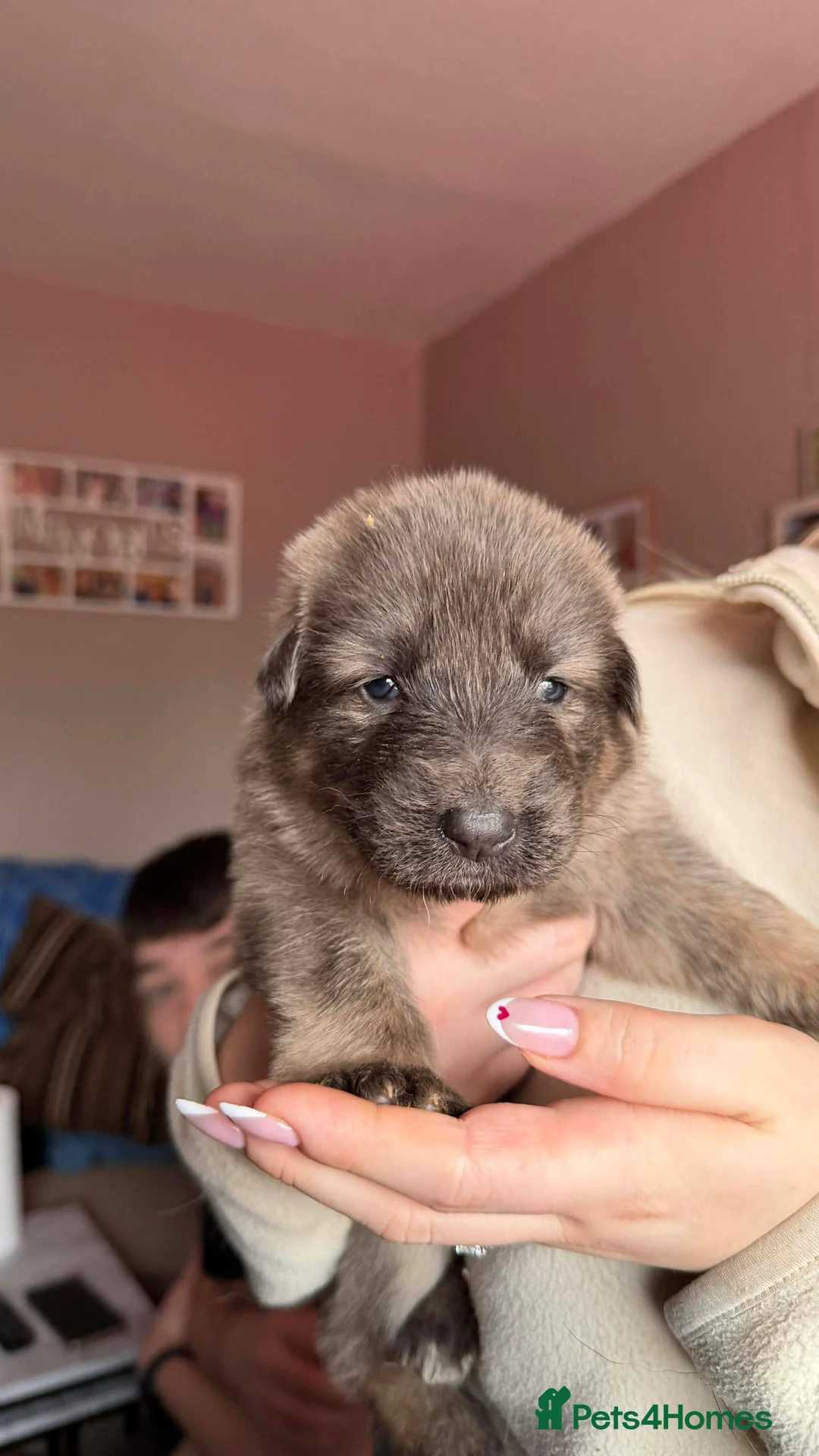 German Shepherd dogs for sale: German Shepherd Puppies - Advert 6