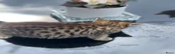 Toyger cats for sale: Tabby kittens  - Advert 5