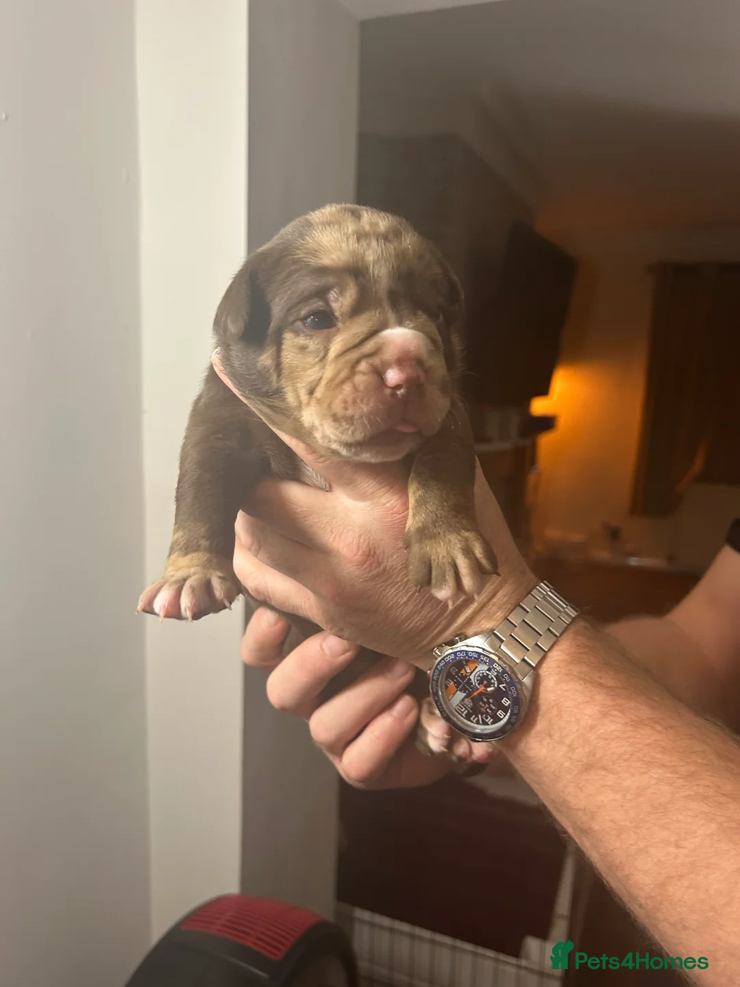 Olde English Bulldogge dogs for sale: 🔥Olde English bulldog puppies 🔥 - Advert 7