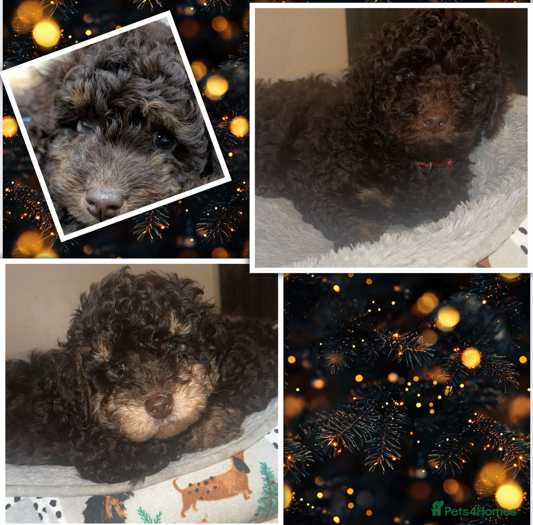 Cockapoo dogs for sale: Beautiful F2B Toy Cockapoo Puppies - Advert 2