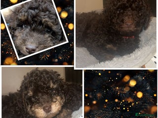 Cockapoo dogs Beautiful F2B Toy Cockapoo Puppies - Advert 18