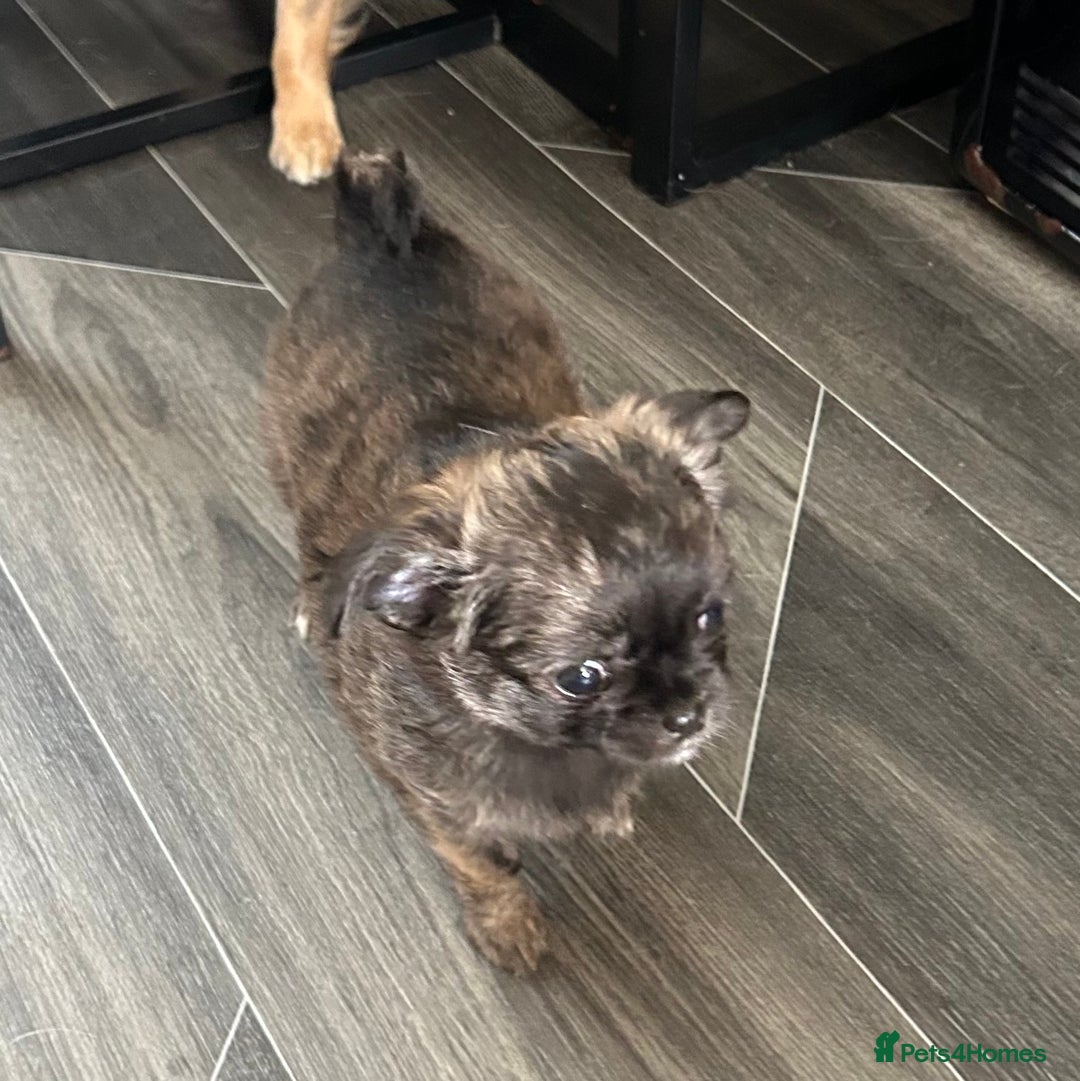 Chihuahua dogs for sale: Long Hair Chihuahua Puppies in Bathgate - Image 10
