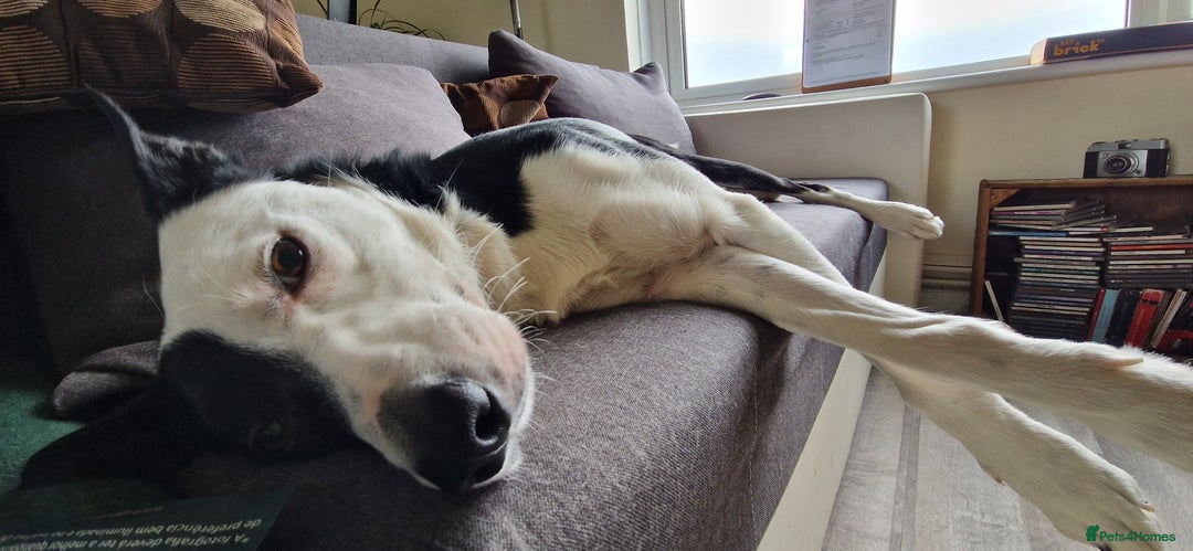 Border Collie dogs for sale: Border collie (short hair)  - Advert 3